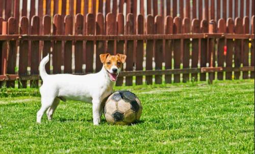 artificial turf for pets, synthetic grass for dog